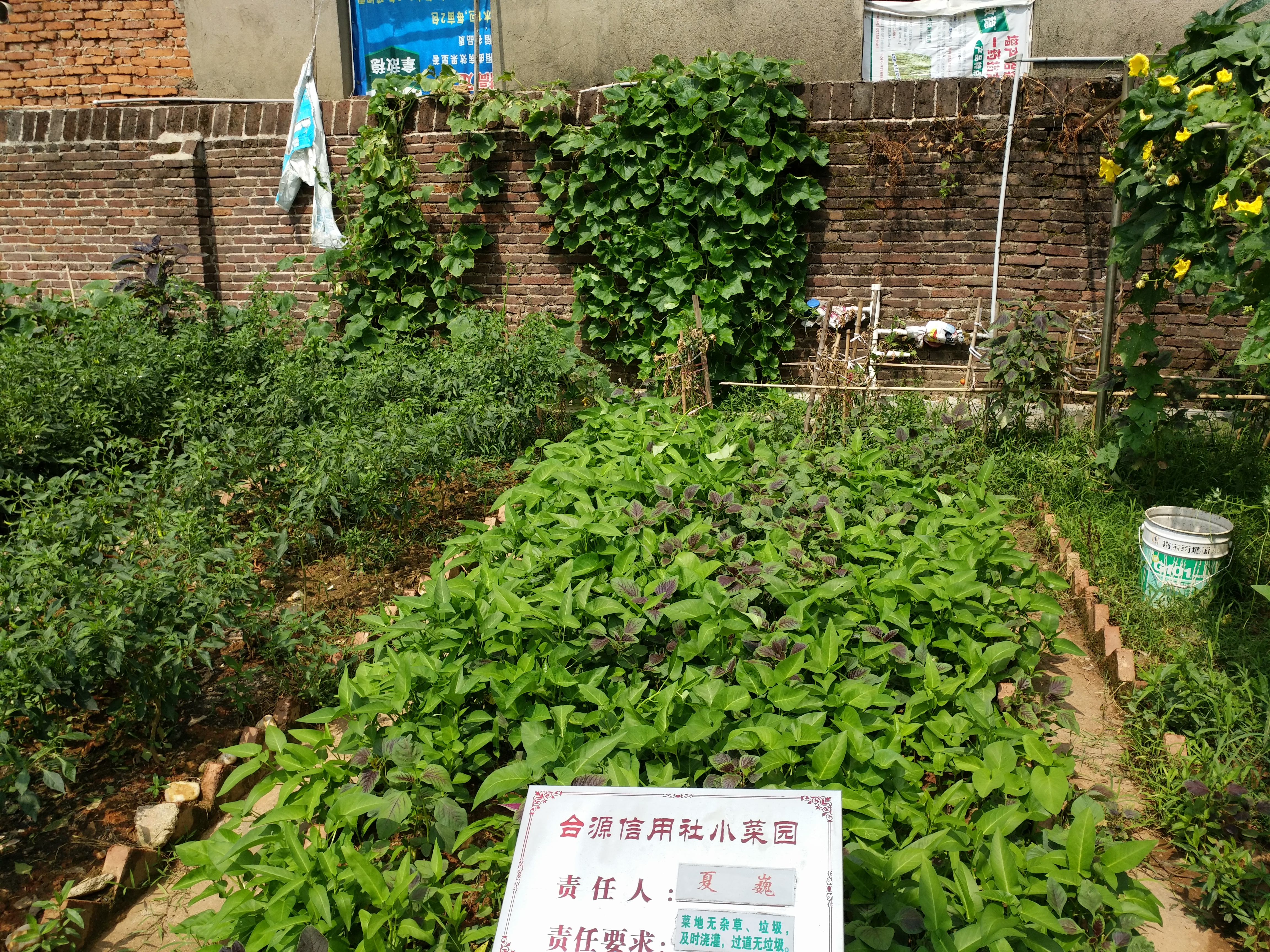 农村庭院设计实景图（100平米小庭院绿化设计）_深圳市万像启物装饰设计有限公司