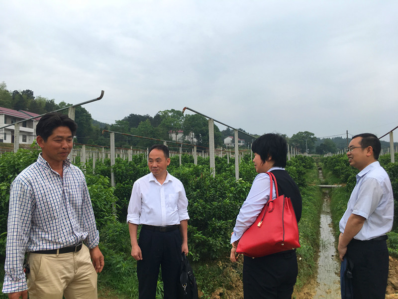 衡山农商银行董事长王云峰率队走访沃柑基地.JPG